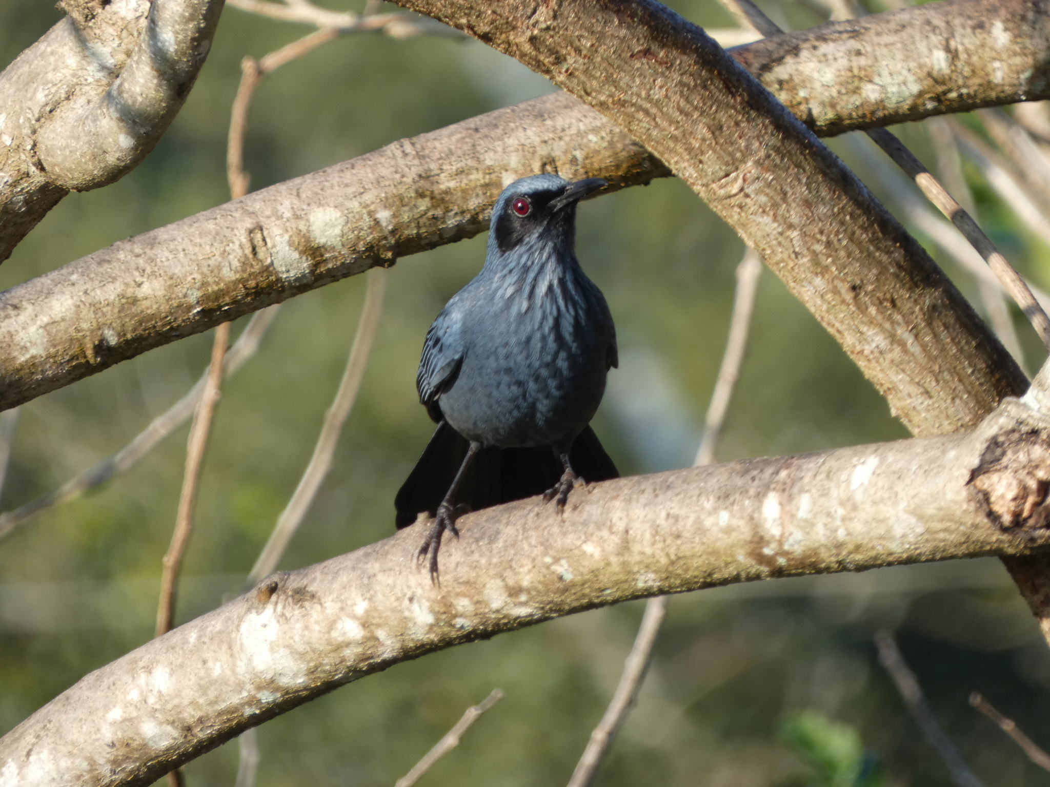 Blue Mockingbird (Melanotis caerulescens), photo 9