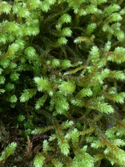 Antitrichia curtipendula