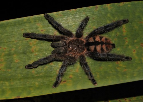 Bromelia Tarantula