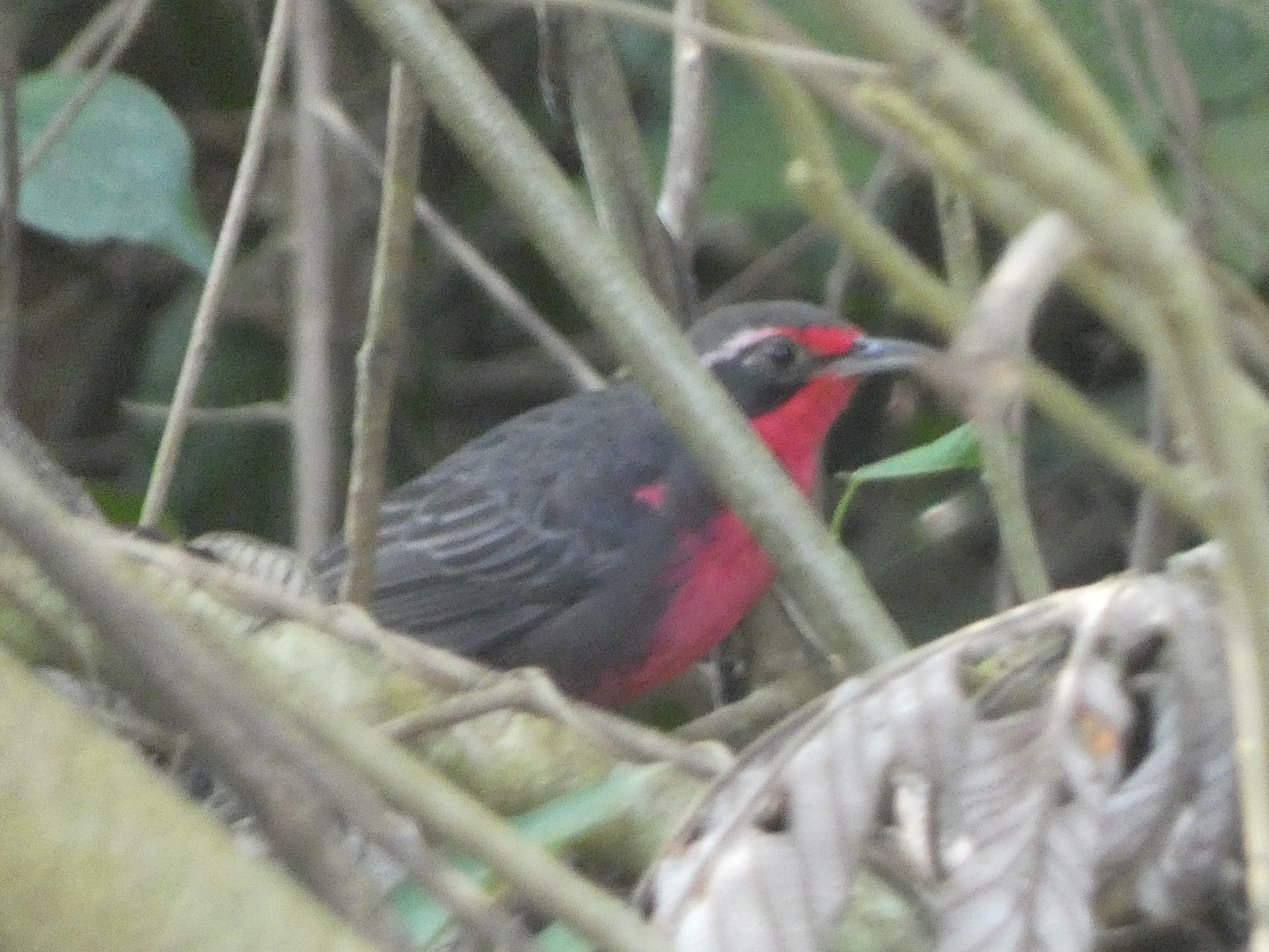 Rosy Thrush-tanager (Rhodinocichla rosea), photo 1