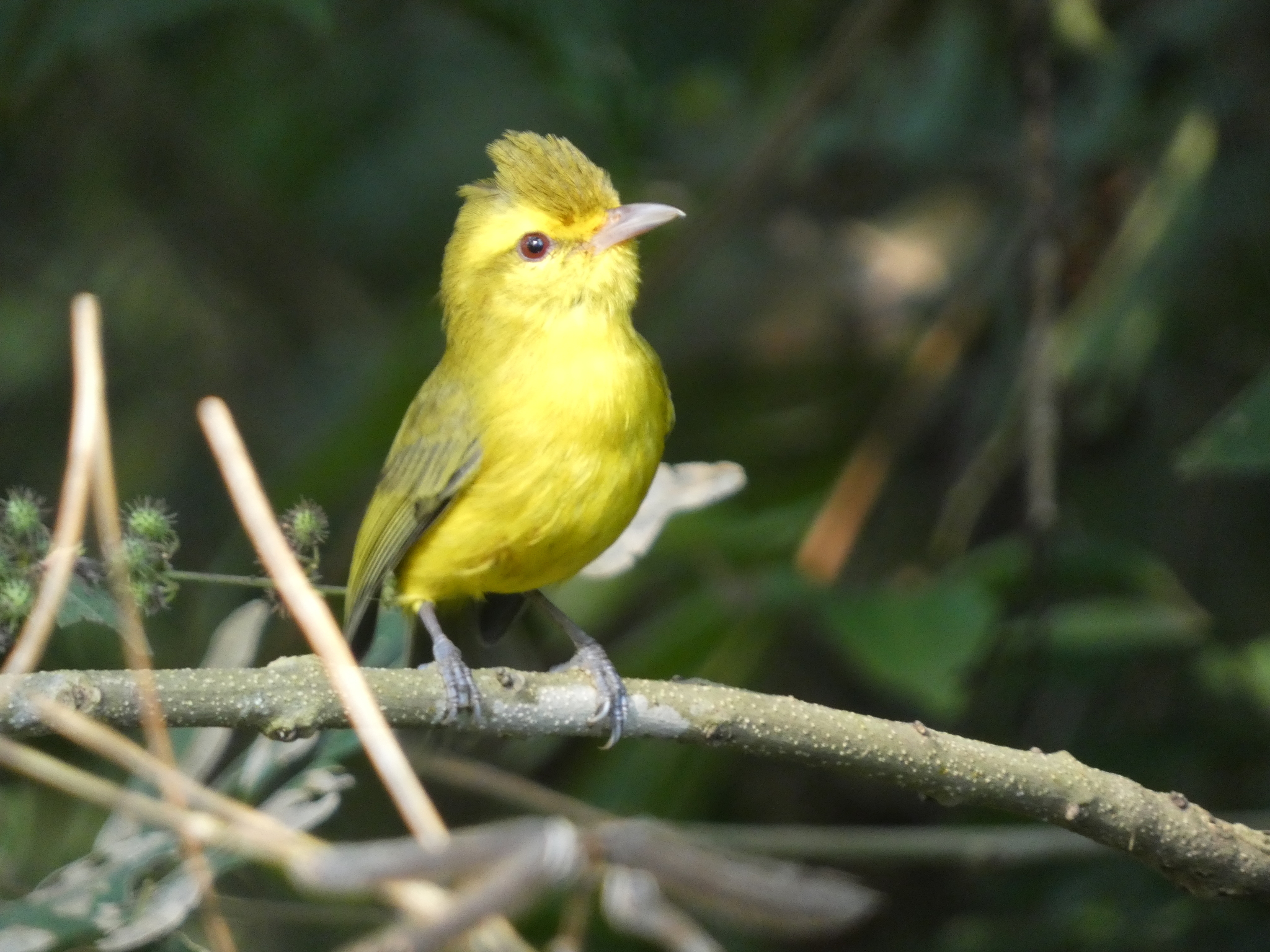 Golden Vireo (Vireo hypochryseus), photo 1