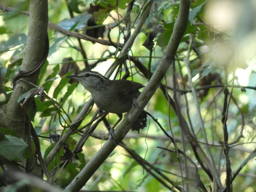 Sinaloa Wren (Thryophilus sinaloa), photo 2