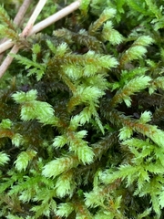 Antitrichia curtipendula