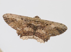 Ruttellerona pseudocessaria