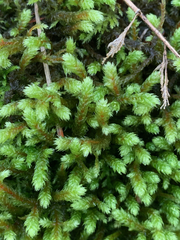 Antitrichia curtipendula