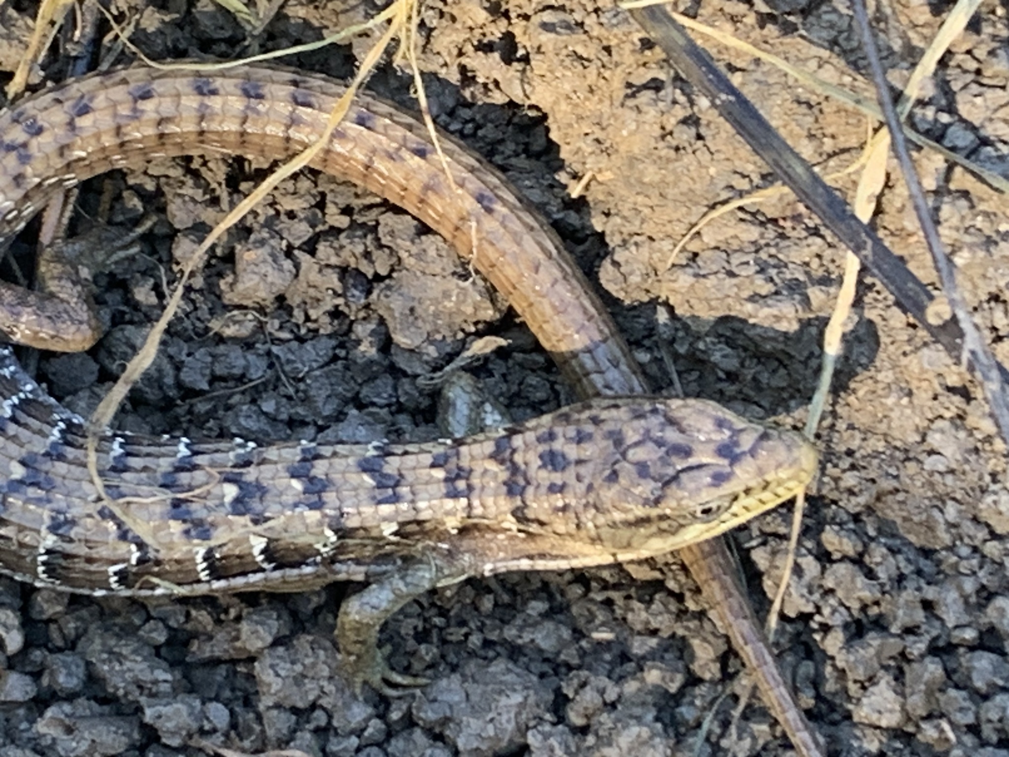 Elgaria multicarinata (Blainville, 1835)