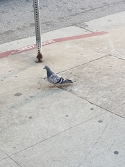 Columba livia