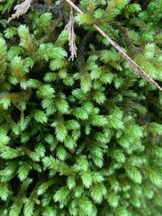 Antitrichia curtipendula