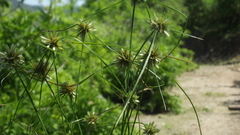Cyperus perennis
