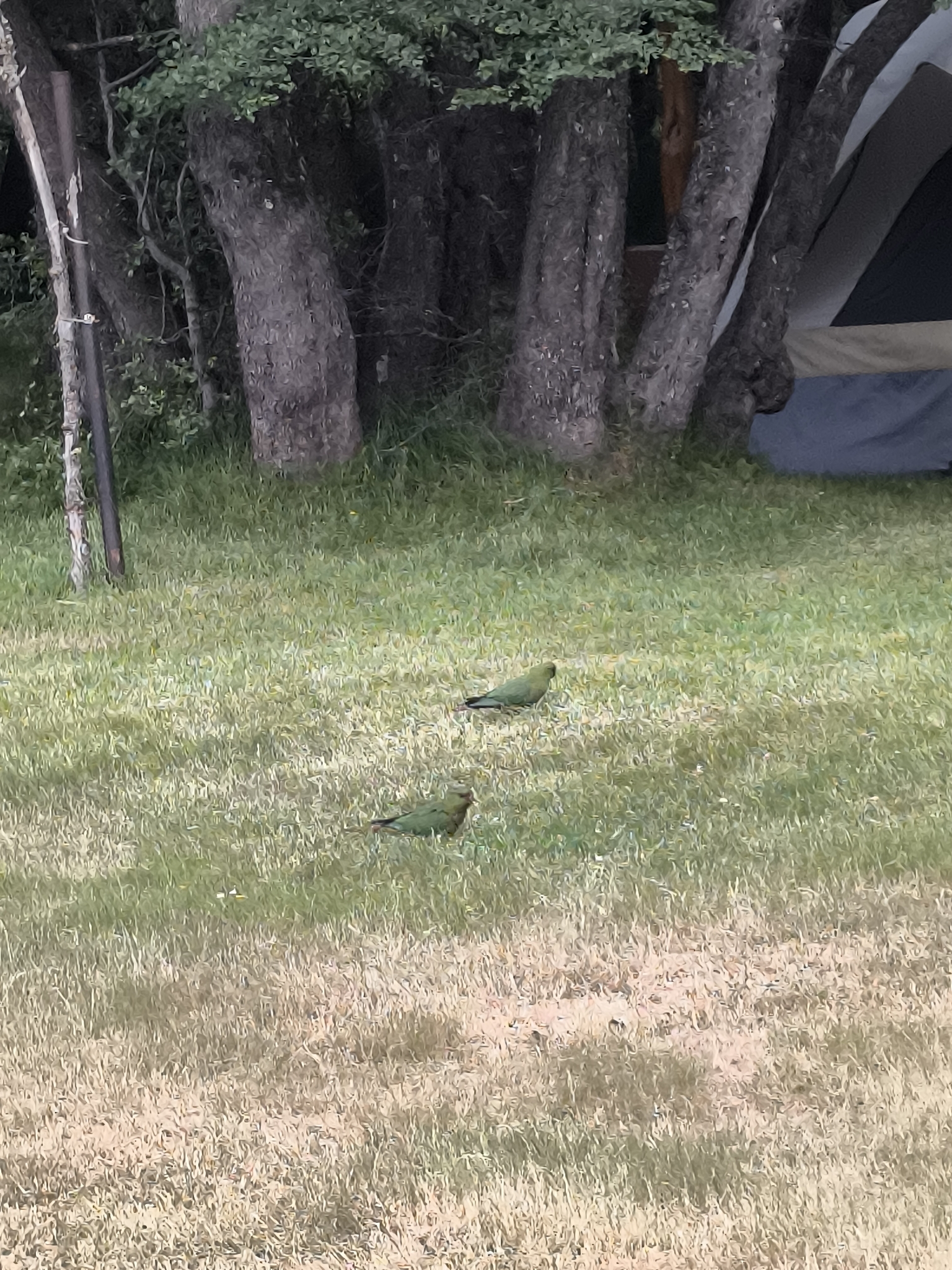 Austral Parakeet (Enicognathus ferrugineus), photo 4