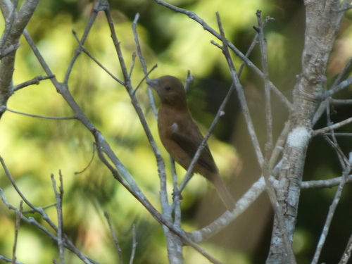 Blue Bunting (Cyanocompsa parellina)