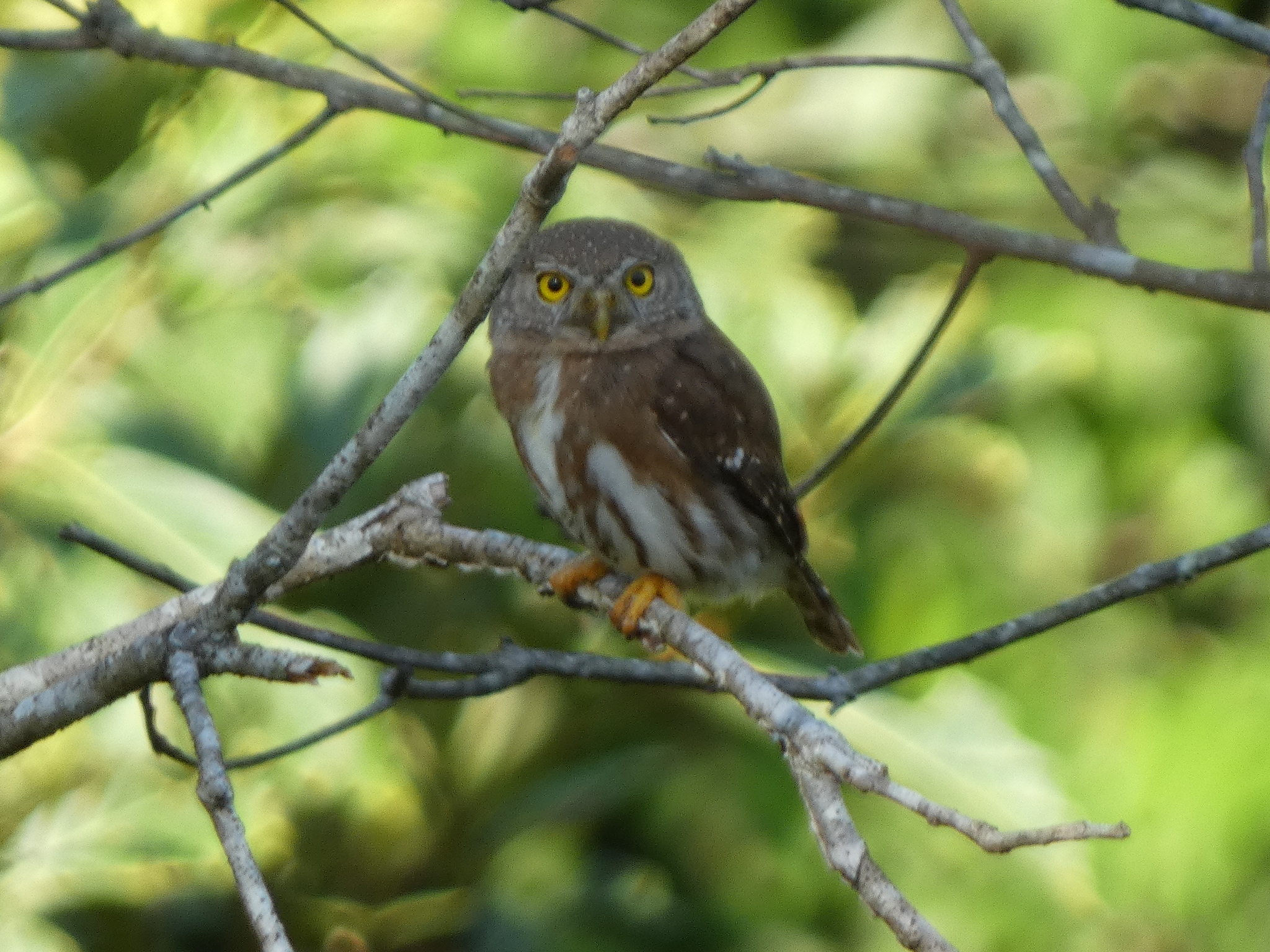 Colima Pygmy Owl (Glaucidium palmarum), photo 2