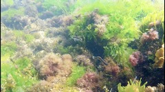 Trachinops caudimaculatus