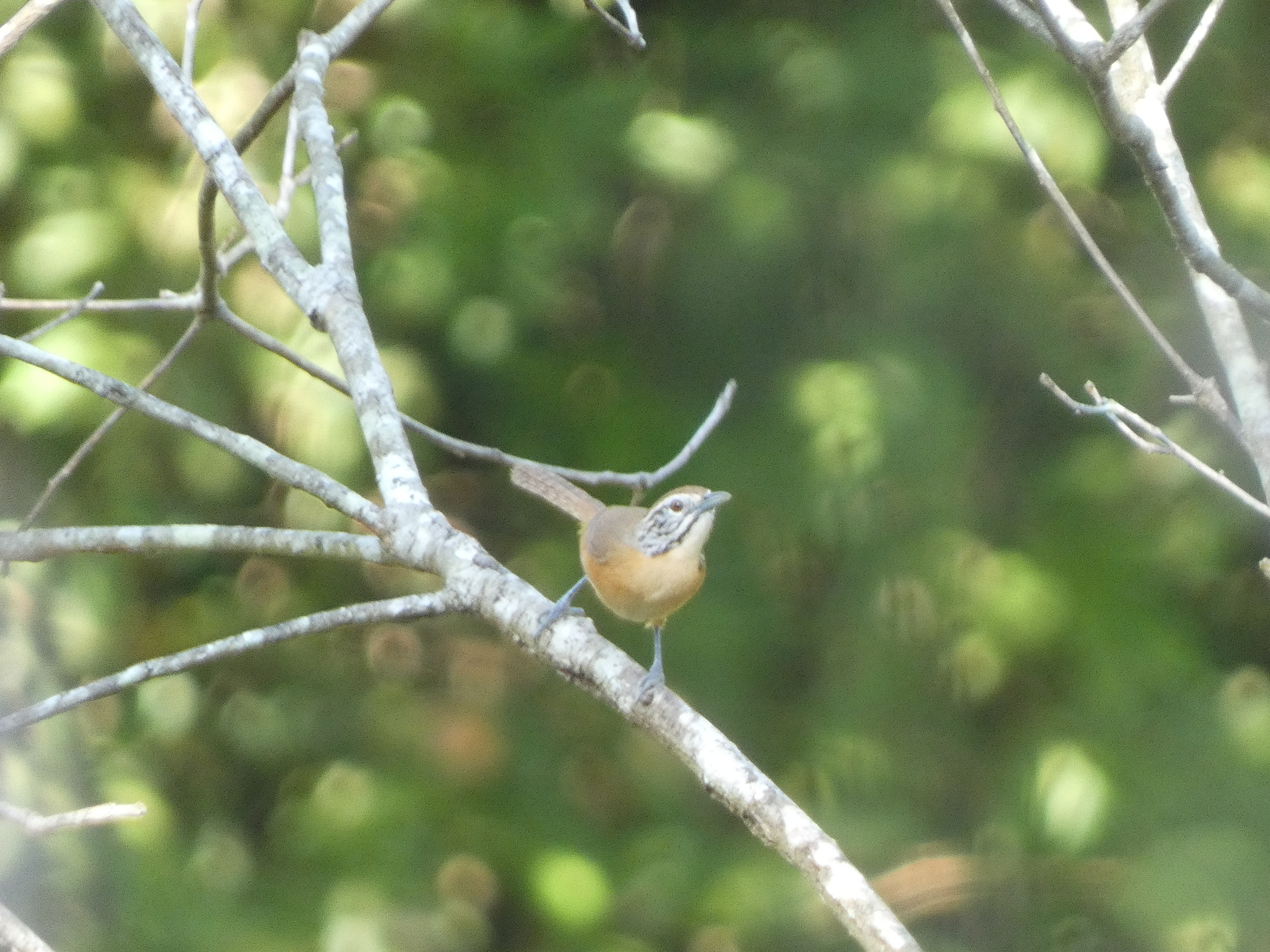 Happy Wren (Pheugopedius felix), photo 1