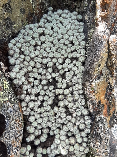 Image of Raoulia mammillaris by no rights reserved