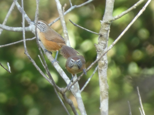 Happy Wren (Pheugopedius felix), photo 2