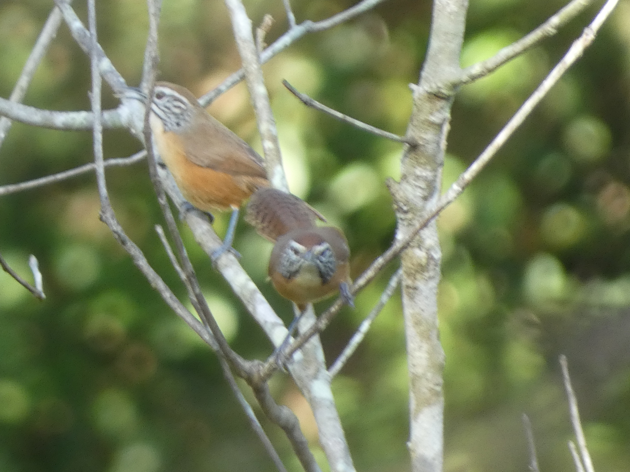 Happy Wren (Pheugopedius felix), photo 2