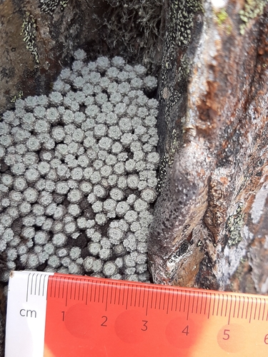 Image of Raoulia mammillaris by no rights reserved