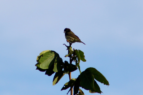 Yellow-bellied Seedeater