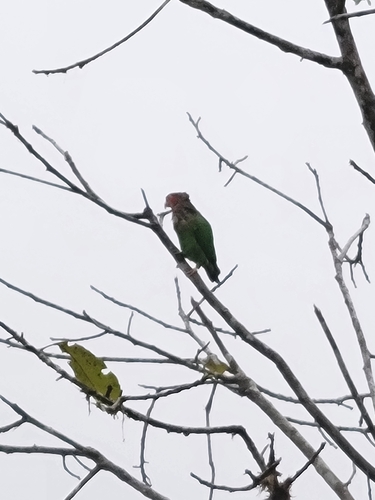 Rose-faced Parrot (Pyrilia pulchra), photo 6