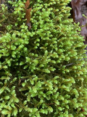 Antitrichia curtipendula