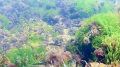 Trachinops caudimaculatus