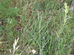 Thinopyrum intermedium intermedium