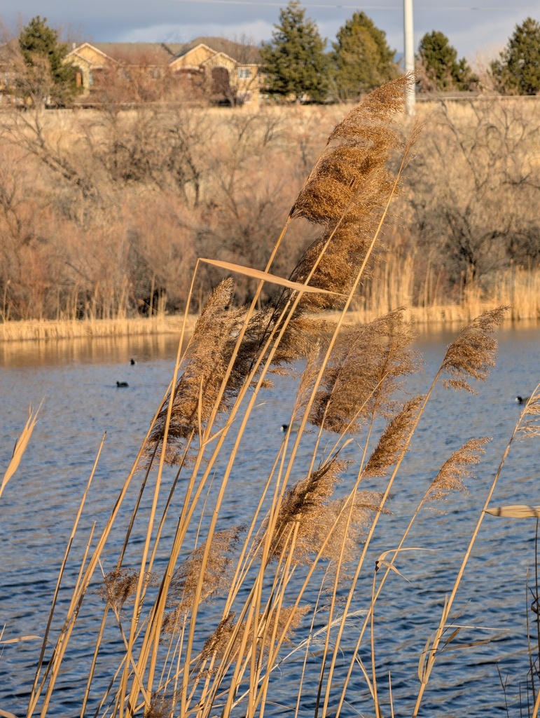 Common Reed Mt common reed from Sandy, UT, USA on January 9, 2026 at 03:37 PM by ...