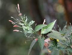 Dicliptera sciadephora