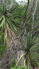 Yucca capensis
