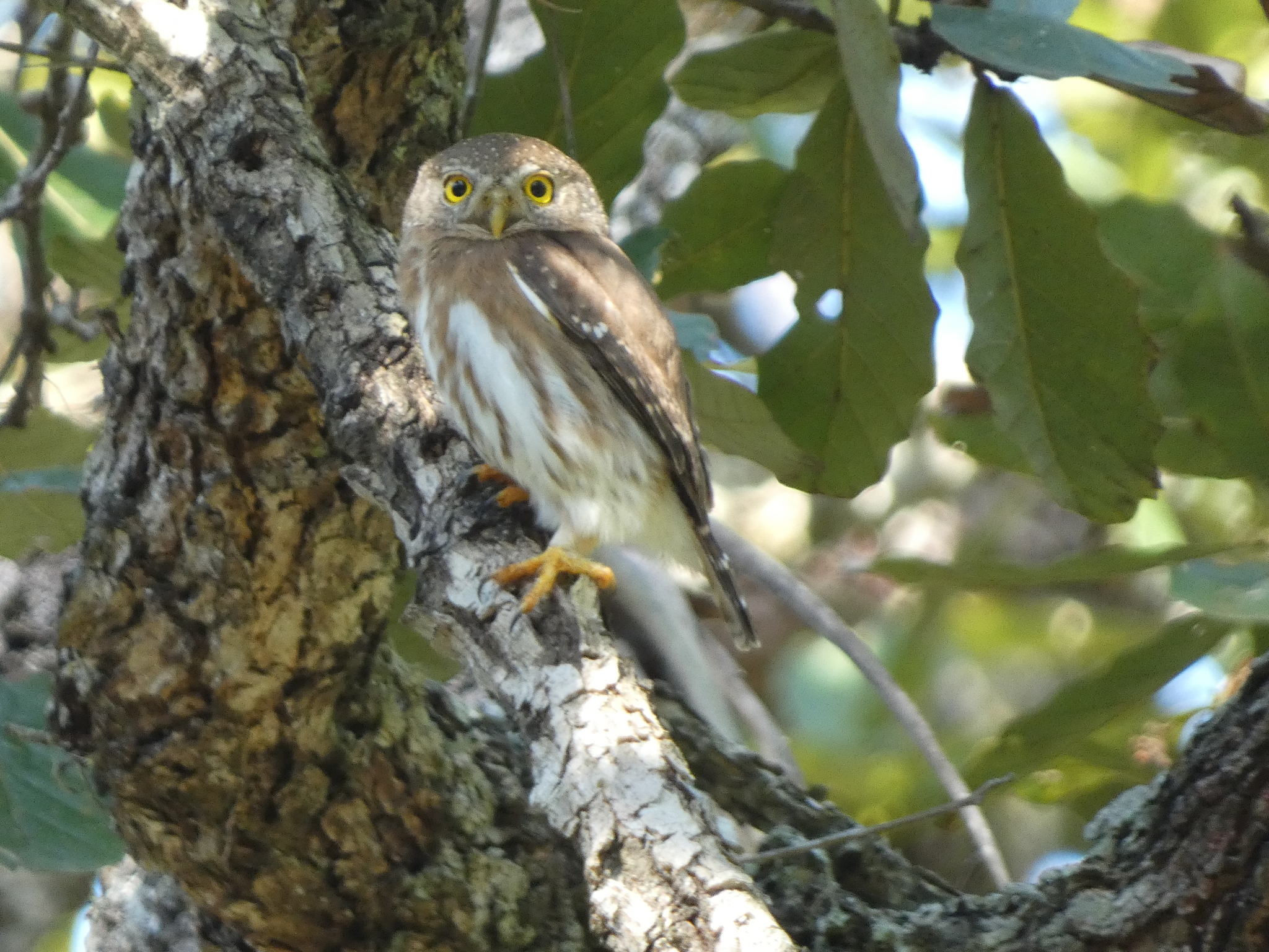 Colima Pygmy Owl (Glaucidium palmarum), photo 6