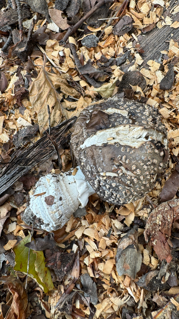 Amanita nothofagi · January 2026 · photo: © frankashwood (iNaturalist, cc-by)