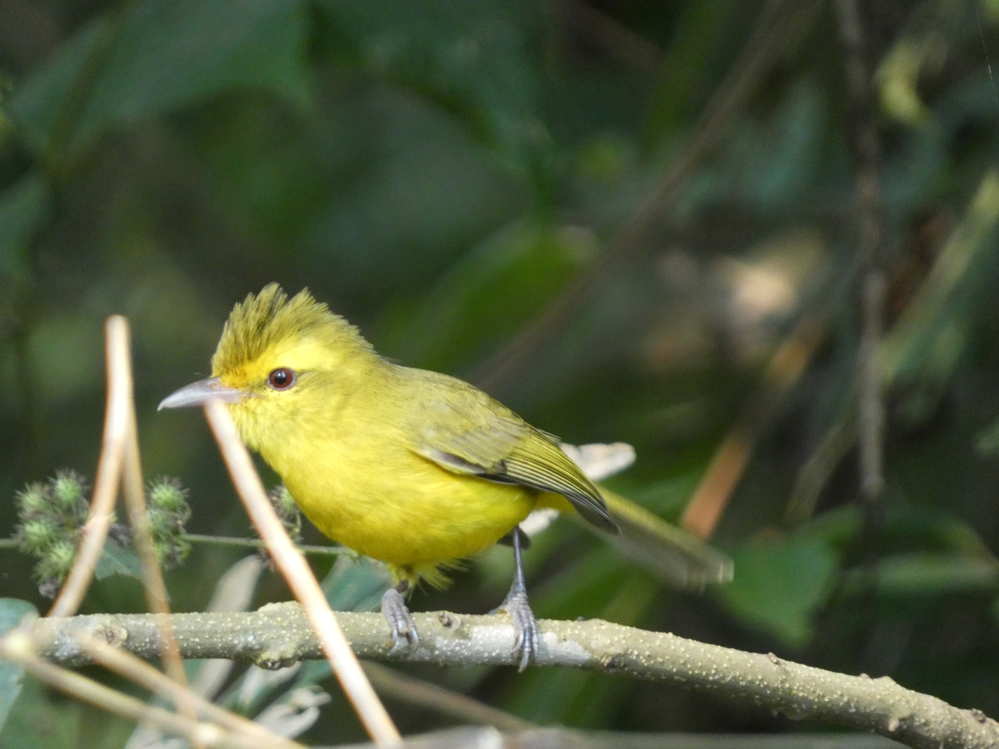 Golden Vireo (Vireo hypochryseus), photo 2