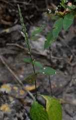 Justicia breviflora