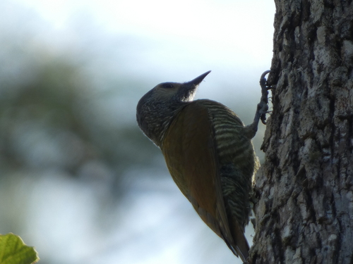 Grey-crowned Woodpecker (Colaptes auricularis)