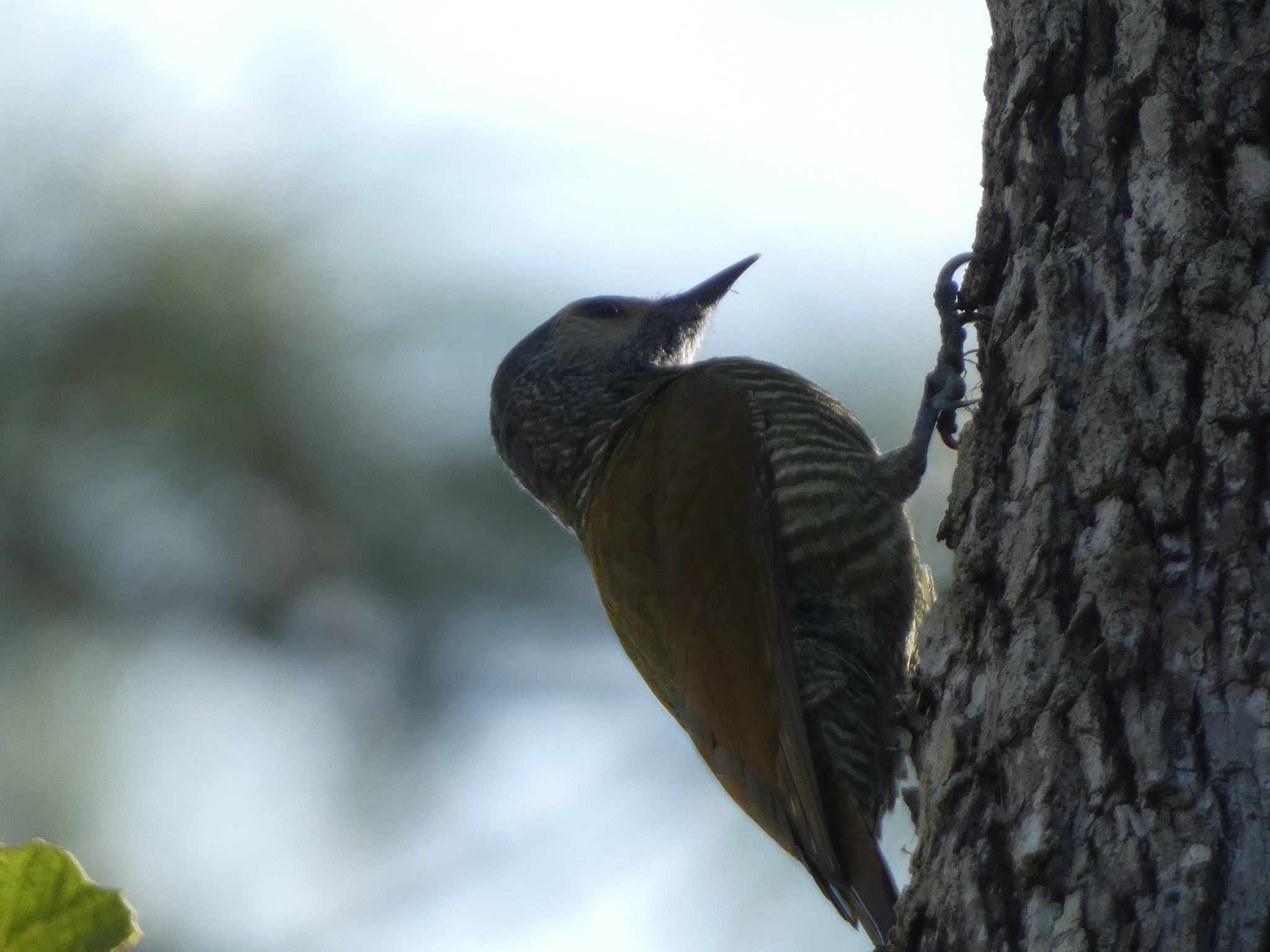 Grey-crowned Woodpecker (Colaptes auricularis), photo 1