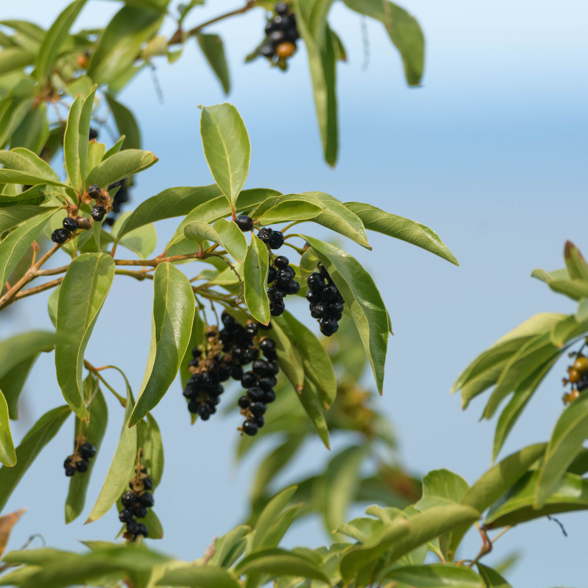 Imagem de Citharexylum mirianthum