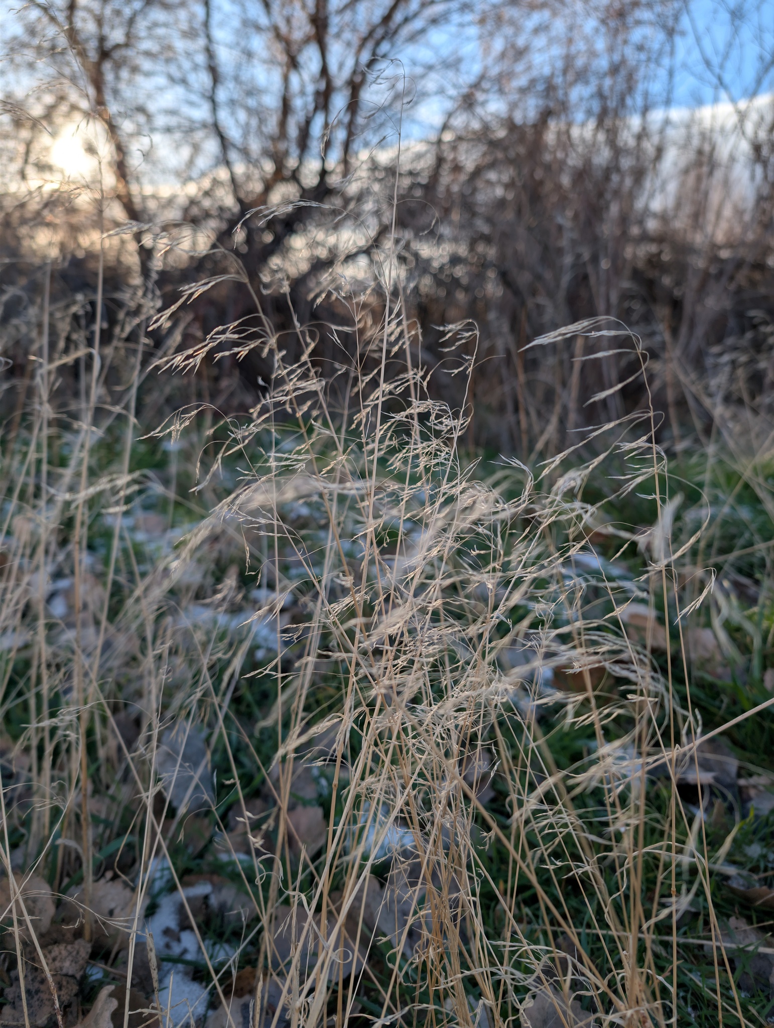 Cheatgrass (Bromus tectorum)