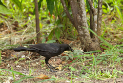 Ptiloxena atroviolacea