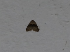 Stictane rectilinea chinesica