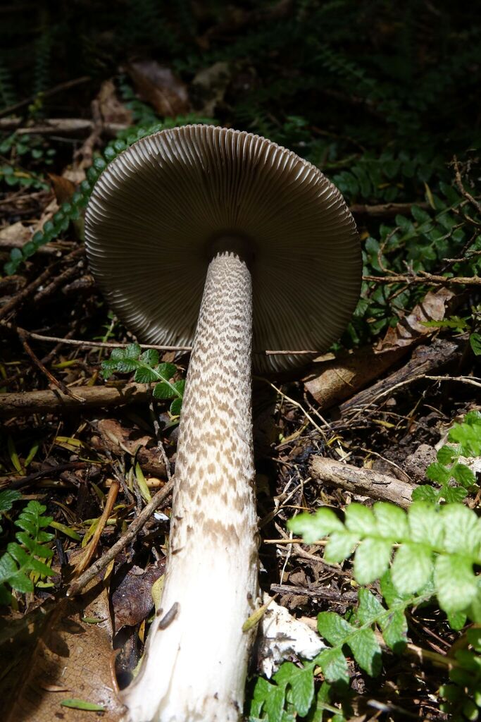 Amanita pekeoides · January 2026 · photo: © john_barkla (iNaturalist, cc0)