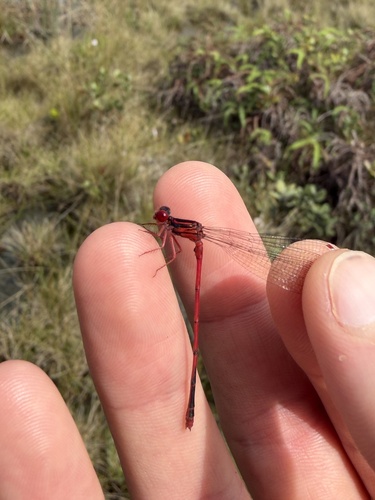 Megalagrion paludicola, 2026-01-08