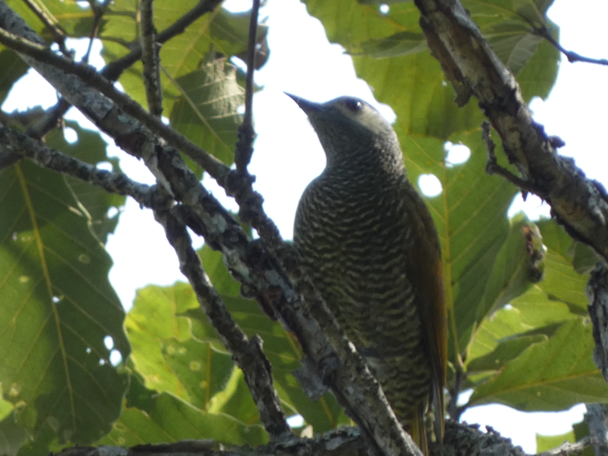 Grey-crowned Woodpecker (Colaptes auricularis), photo 2