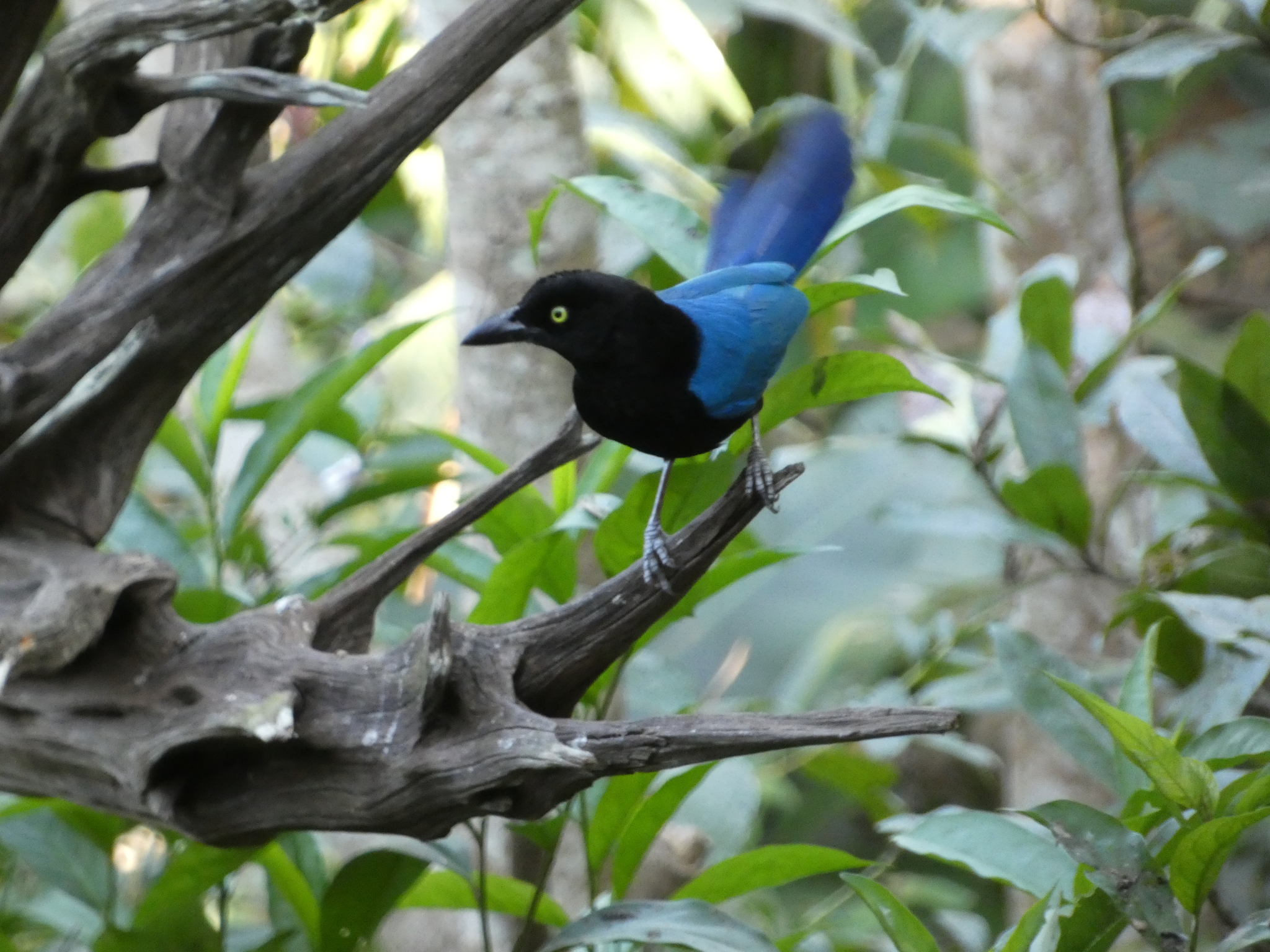 San Blas Jay (Cyanocorax sanblasianus), photo 2