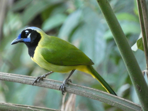Green Jay (Cyanocorax yncas), photo 3