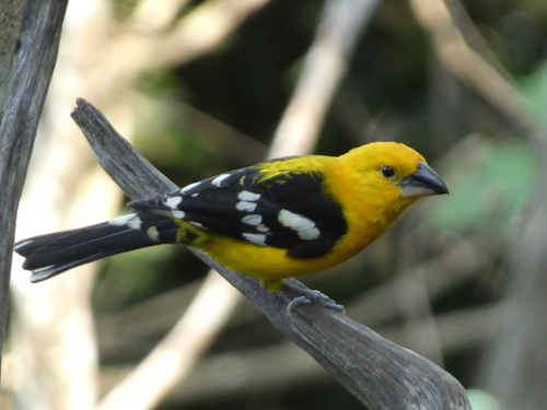 Yellow Grosbeak (Pheucticus chrysopeplus)