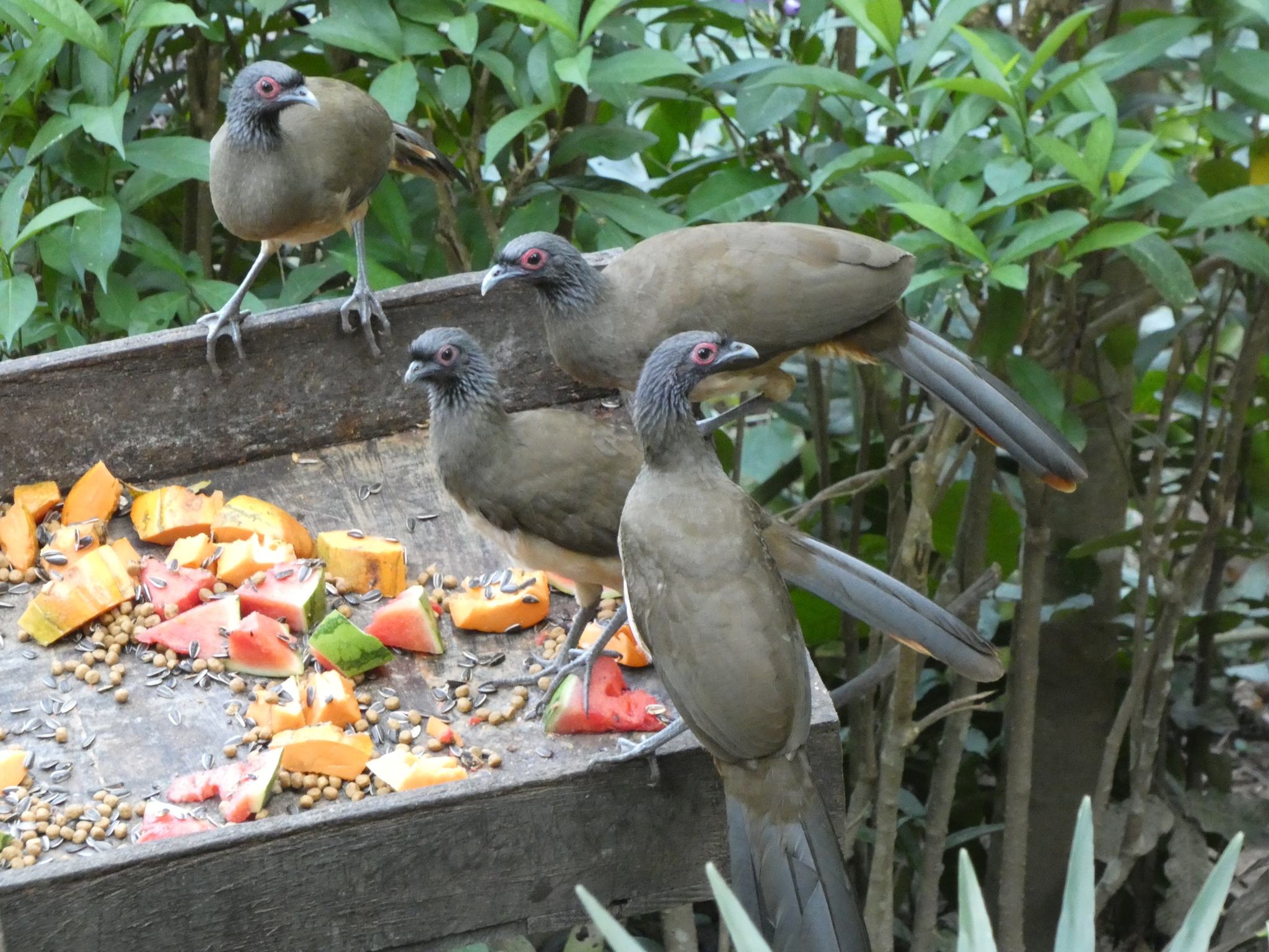 West Mexican Chachalaca (Ortalis poliocephala), photo 2