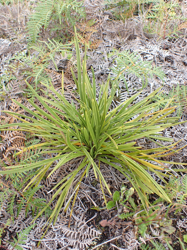 Chatham Island Speargrass (Aciphylla traversii)