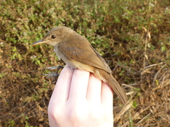 Acrocephalus rufescens