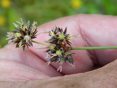 Juncus regelii